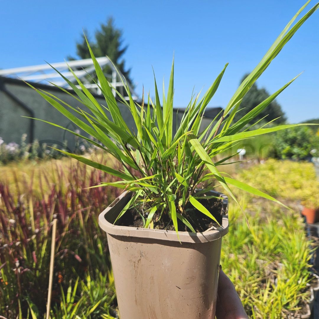 Hakonechloa smukla 'Greenhills' (Hakonechloa macra) P11