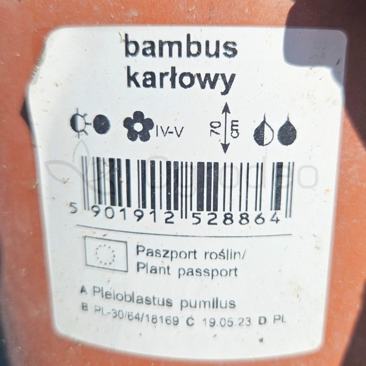Bambus karłowaty3.jpg