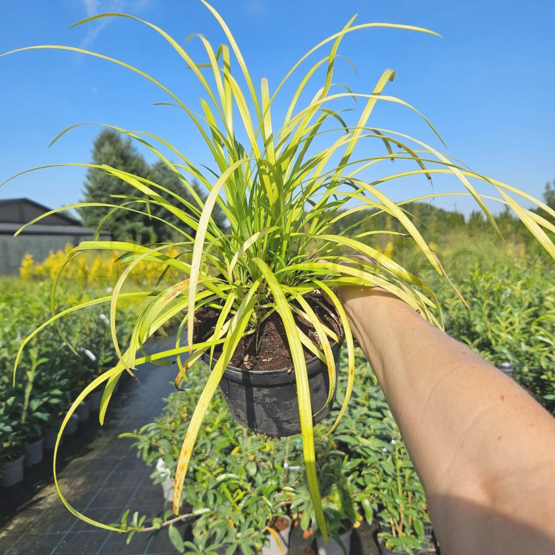 Liriope szafirkowata 'Big Blue' (Liriope muscari ) C 2