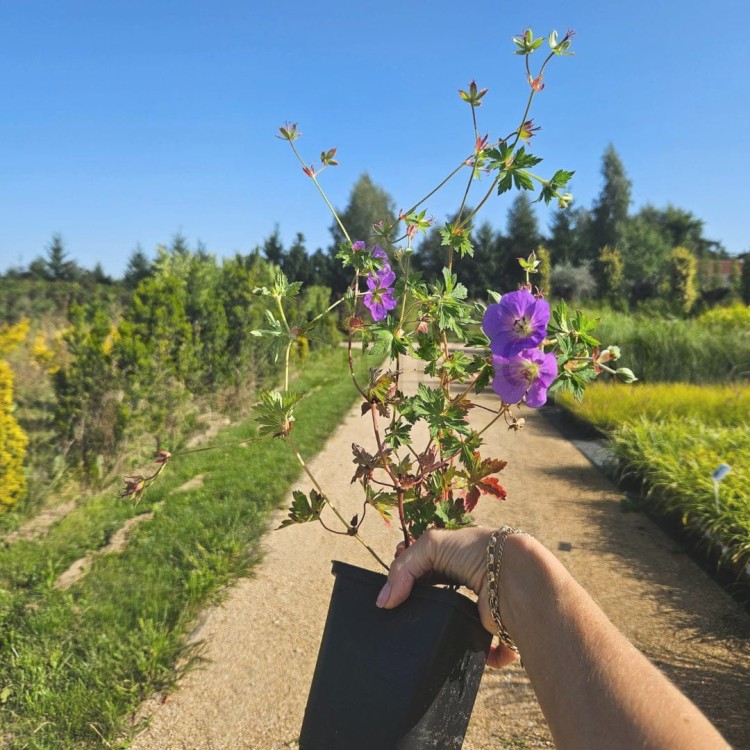 bodziszek rozanne gerwat1.jpg