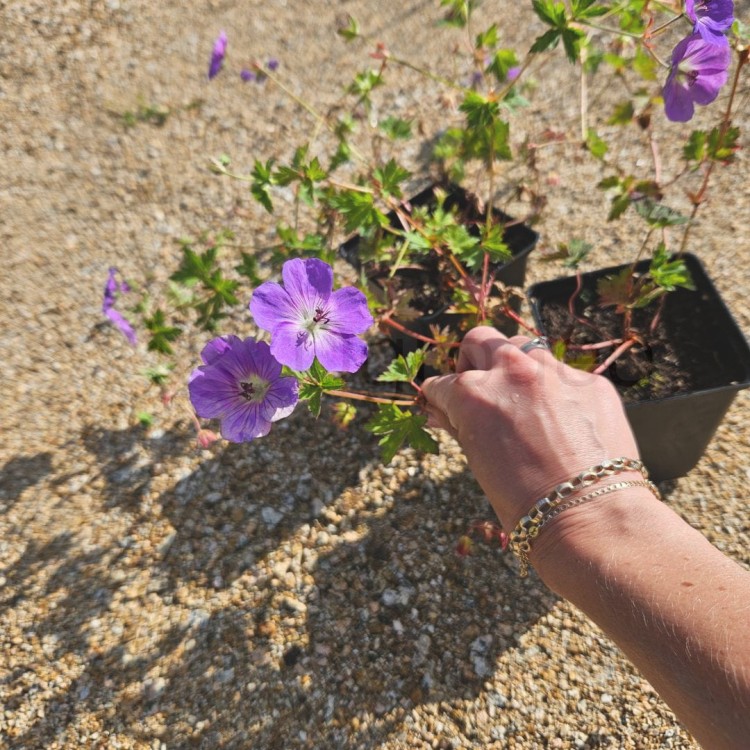 bodziszek rozanne gerwat2.jpg