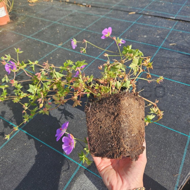 bodziszek rozanne gerwat3.jpg