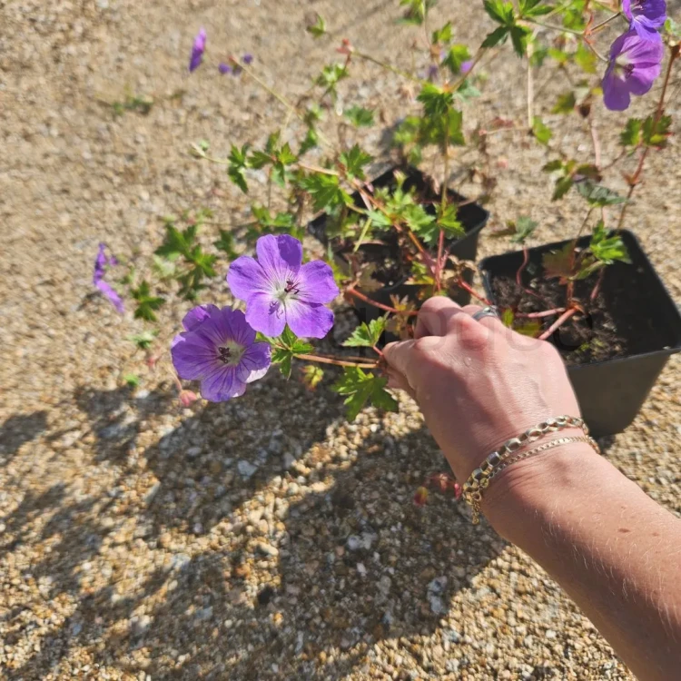 bodziszek rozanne gerwat2.webp