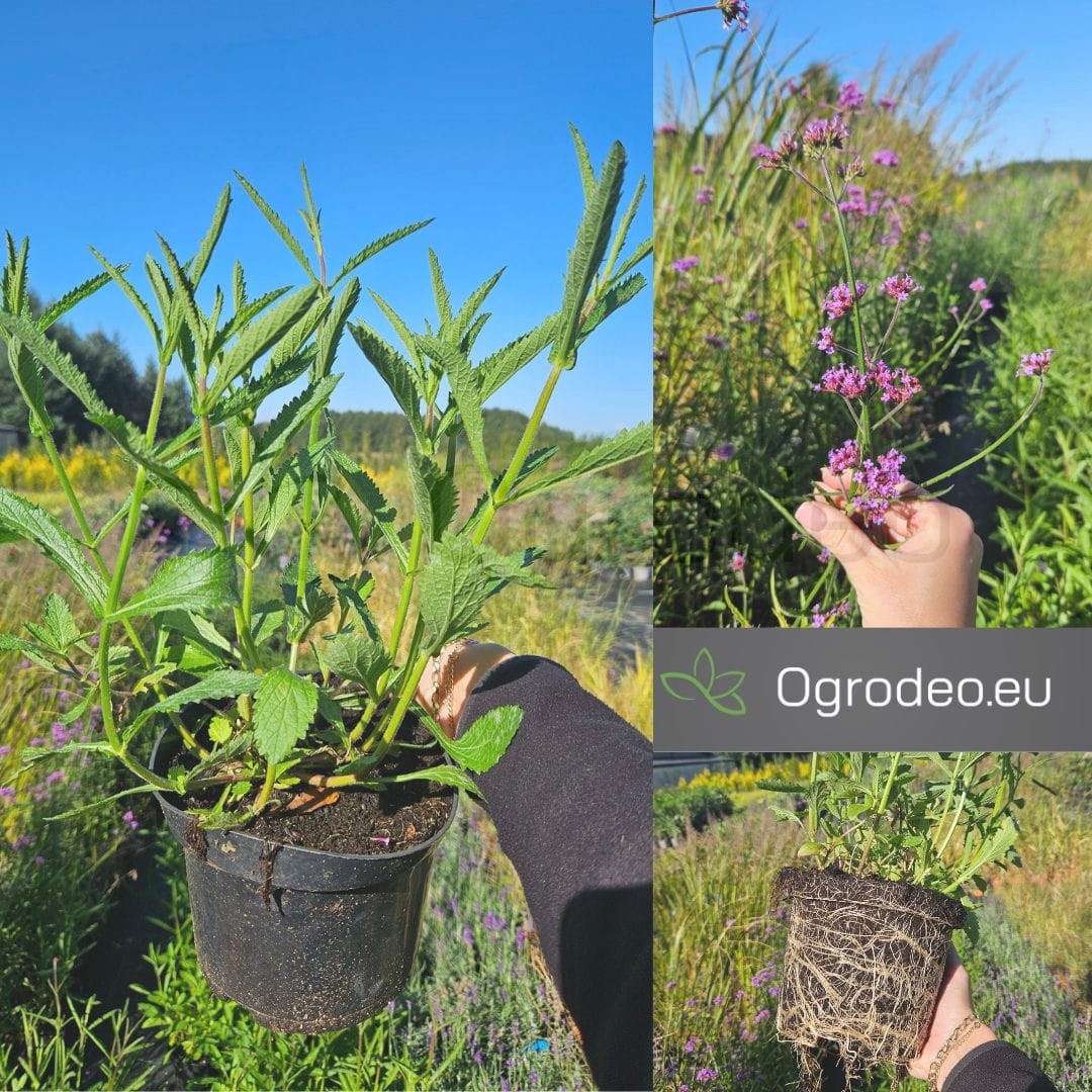 Werbena patagońska (Verbena bonariensis) c2
