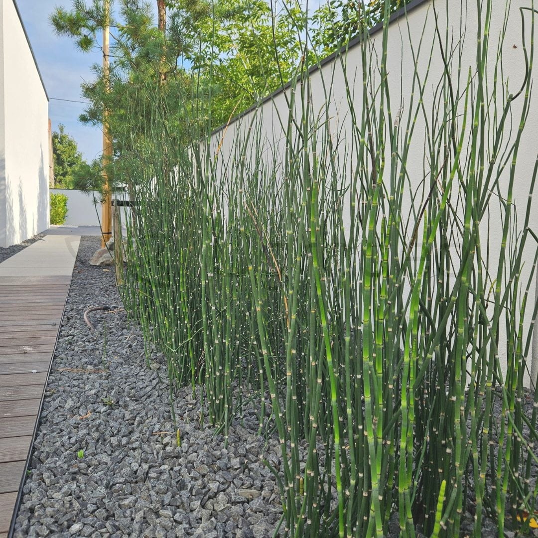Skrzyp zimowy 'Japonicum' (Equisetum hyemale) C2