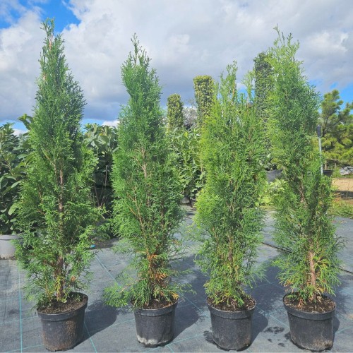 thuja 100cm.jpg
