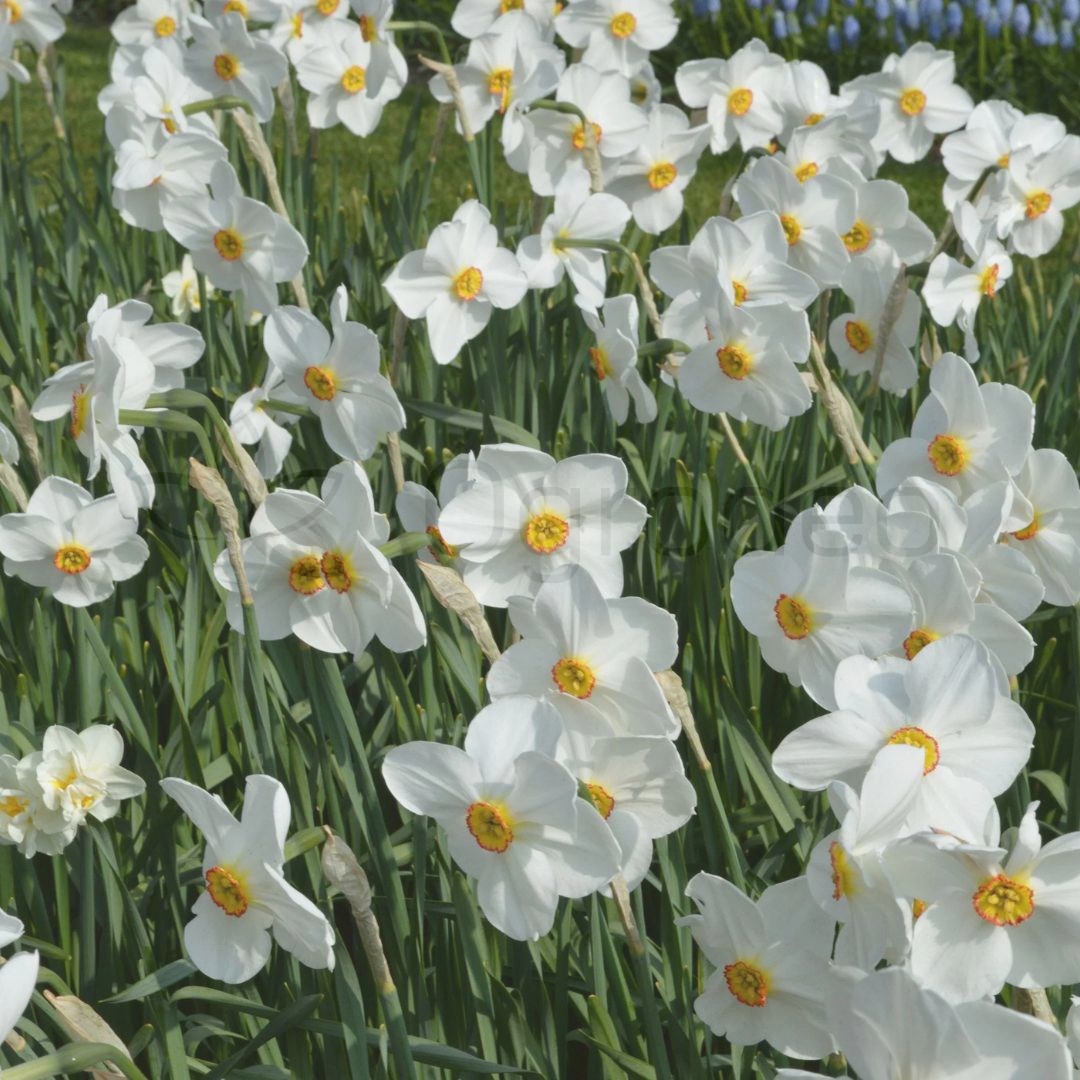 Narcyz Recurvus (Narcissus Poeticus) Cebula 5 szt. 