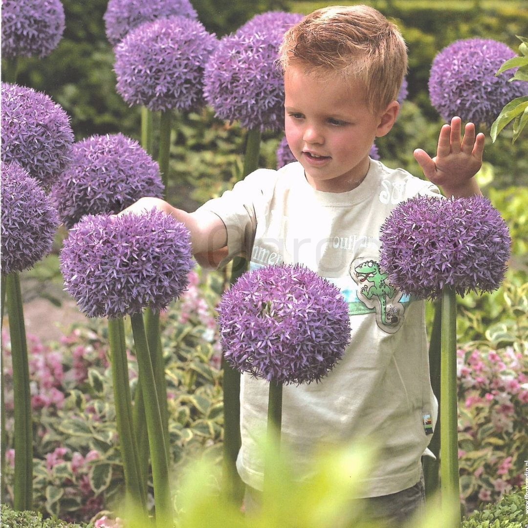 Czosnek 'Ambassador' (Allium) Cebula 1 szt