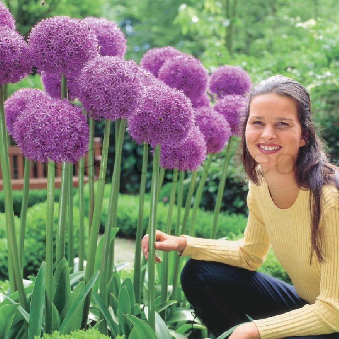 Czosnek 'Globmaster' (Allium) Cebula 1 szt