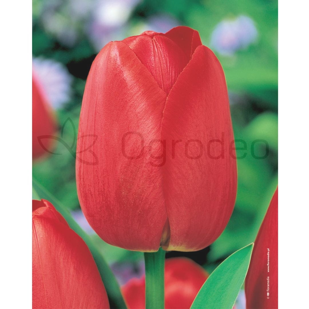 Tulipan 'Triumph Red' Cebula 5 szt.
