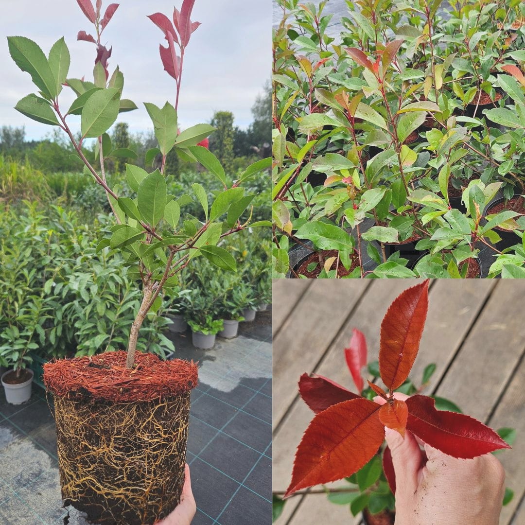 Głogownik  'Red Robin' (Photinia fraseri) C3 