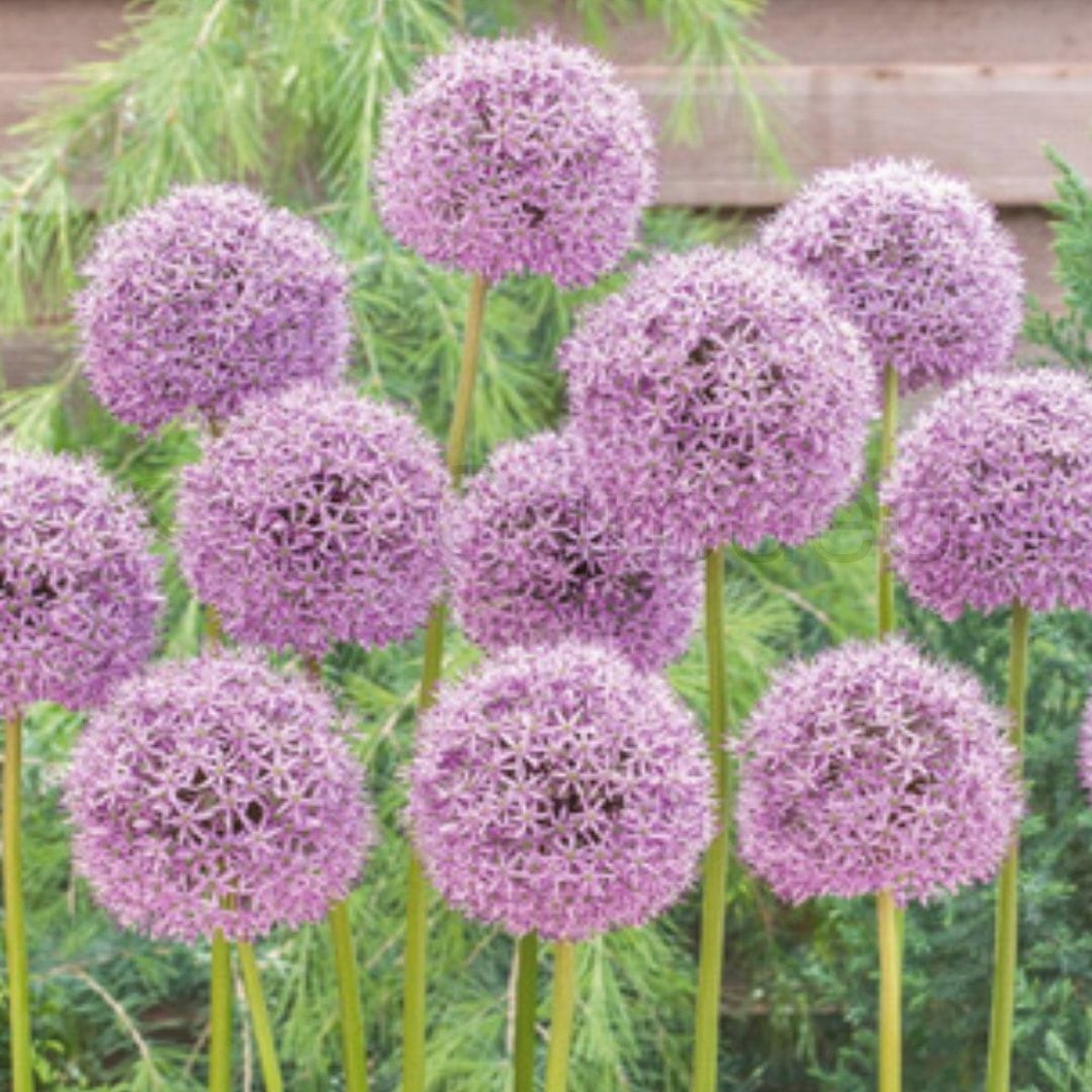 Czosnek 'Lucy Ball' (Allium) Cebula 1 szt. 