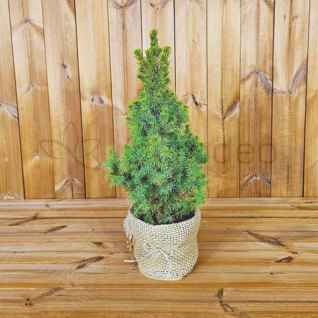 Świerk 'Conica' 50-60 cm w jucie C2 | Żywa choinka w donicy MINI