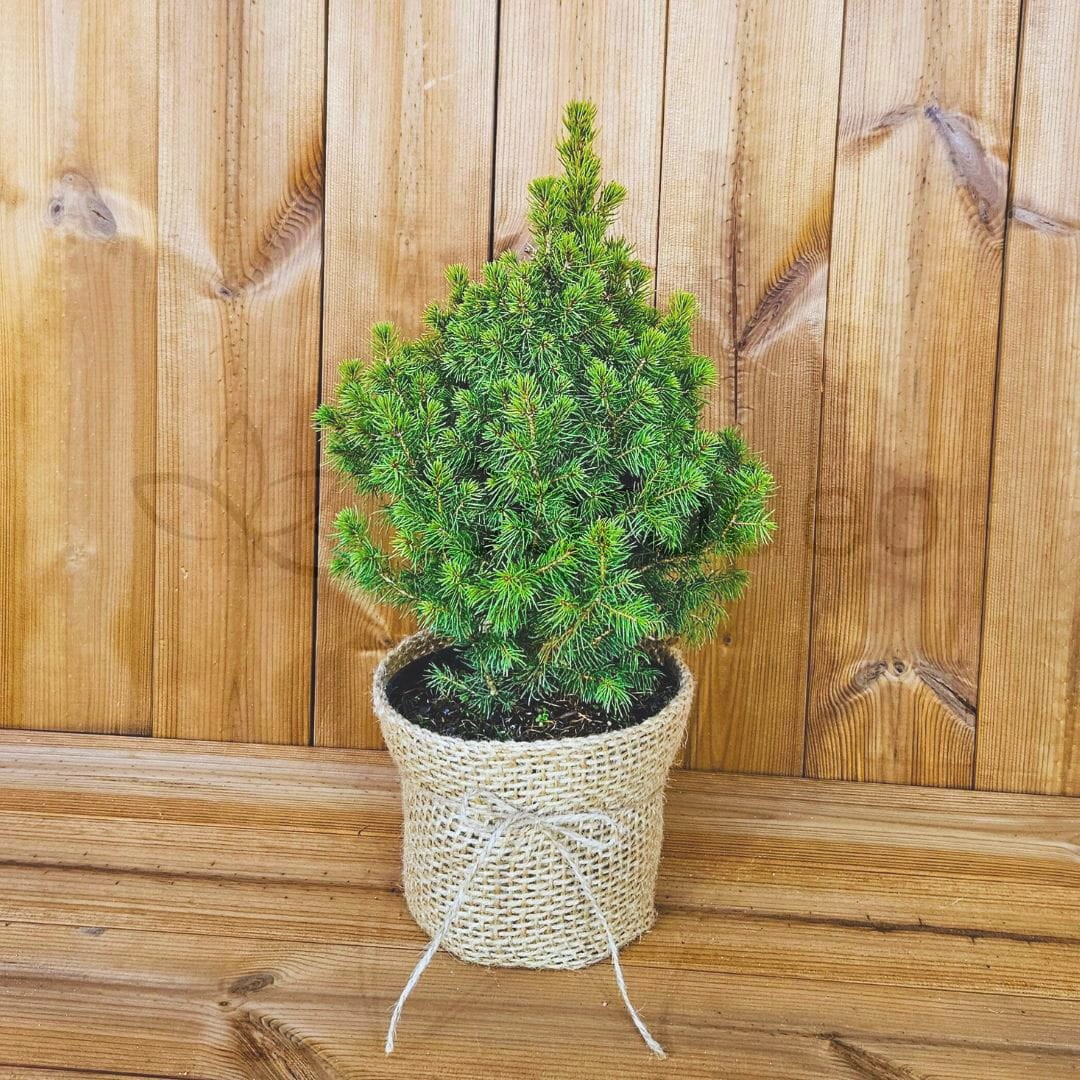 Świerk 'Daisy's White' 50 cm w jucie C2 | Żywa choinka w donicy MINI