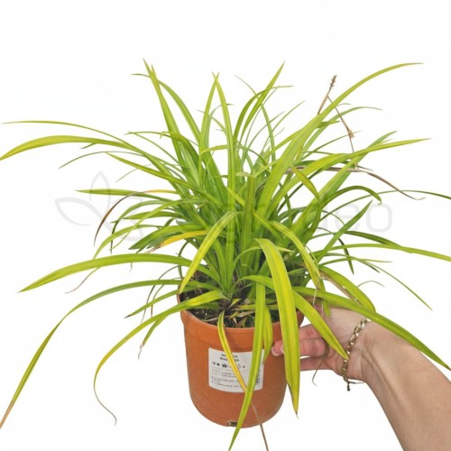 CAREX IRISH GREEN.jpg