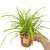 CAREX IRISH GREEN.jpg