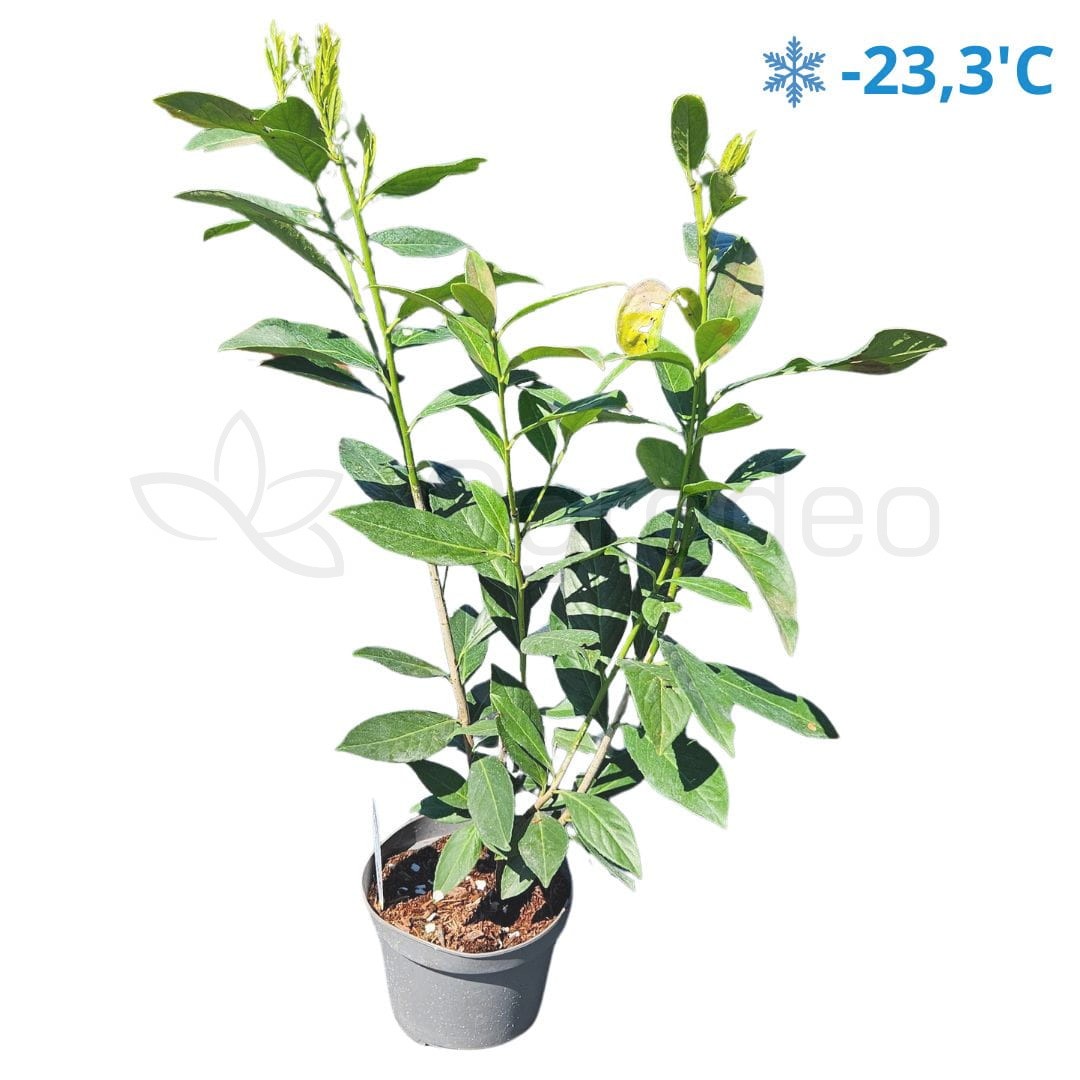 Laurowiśnia 'Caucasica' (Prunus laurocerasus 'Caucasica')  100-120 C5