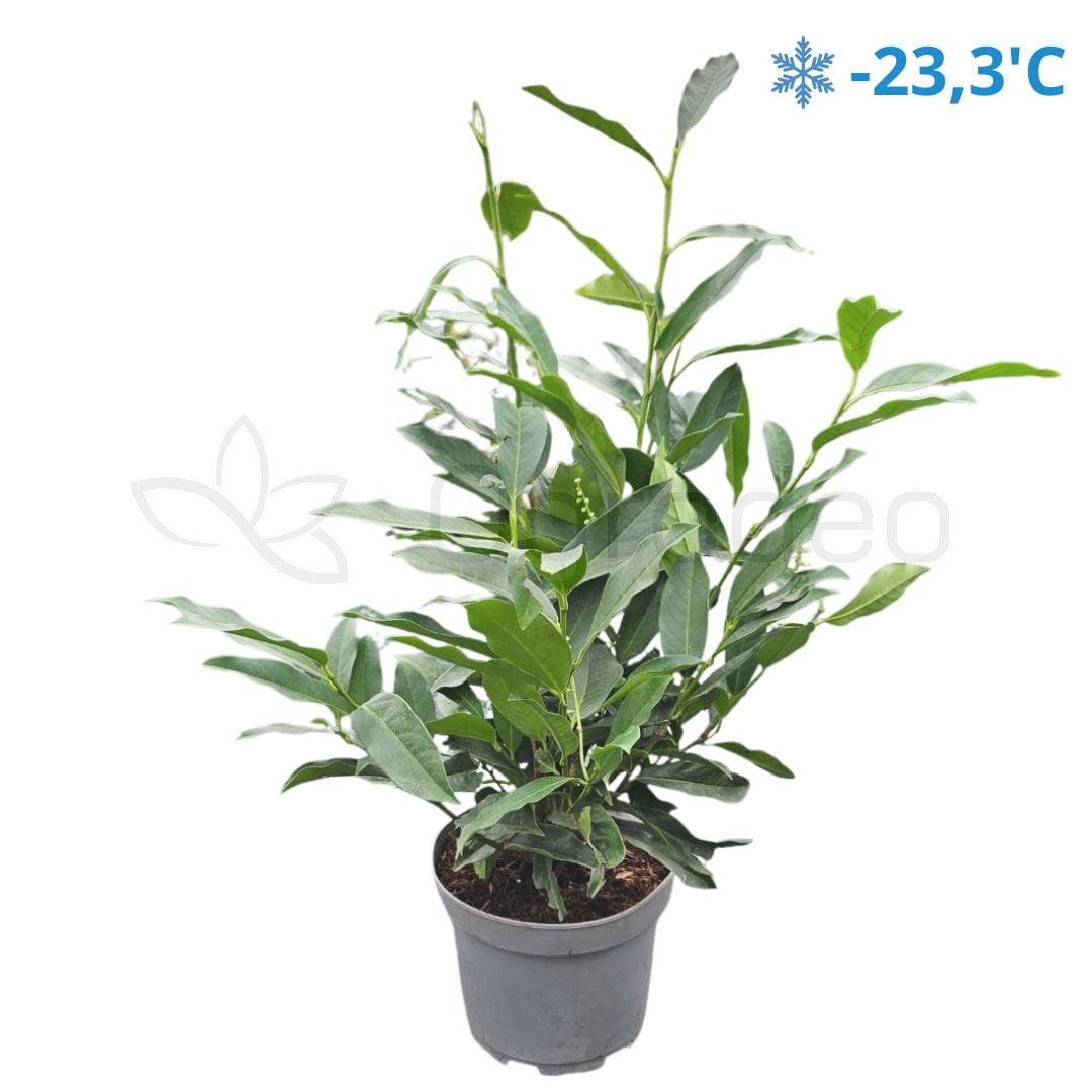 Laurowiśnia 'Genolia' (Prunus Laurocerasus 'Genolia') 20-30cm C2,5