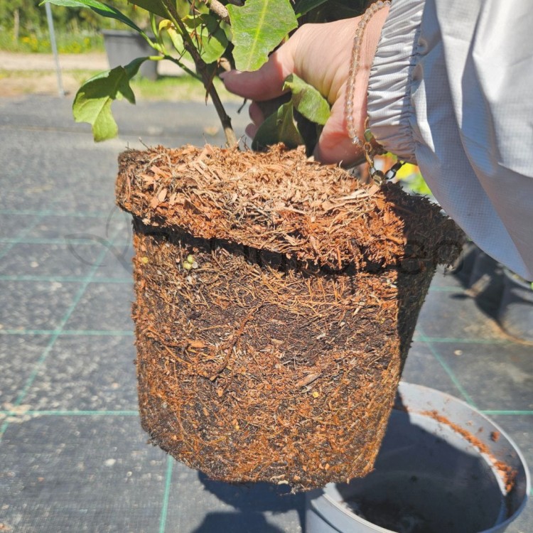 Laurowiśnia Etna C5_3.jpg