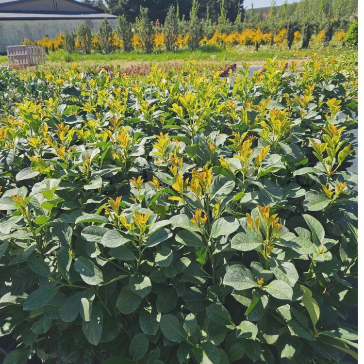 Laurowiśnia Etna C5_1.jpg