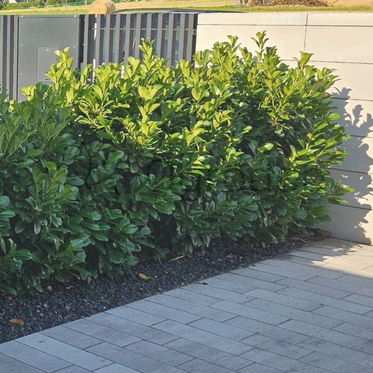 laurowiśnia Etna.jpg