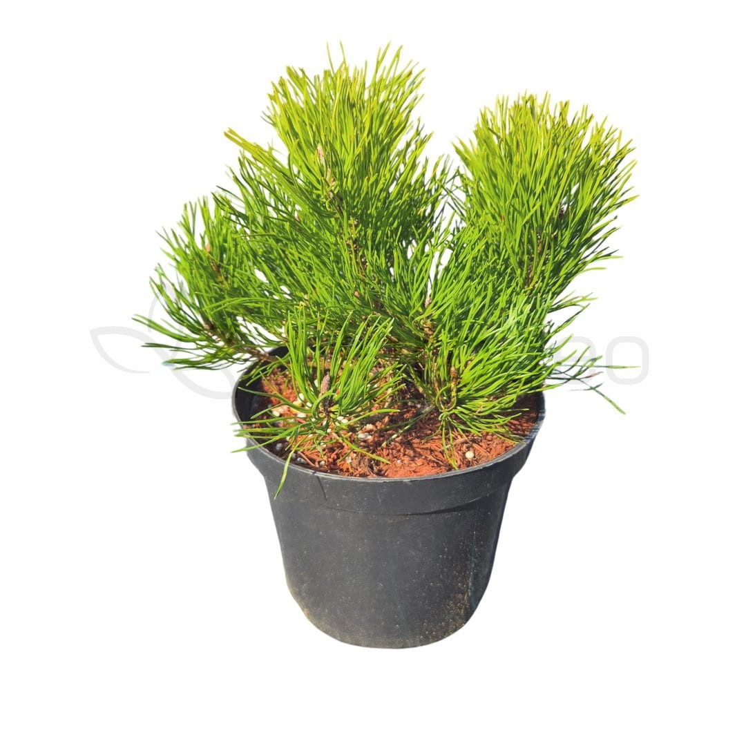 Sosna górska kosodrzewina Pinus Mugo 'Pumilio' C3