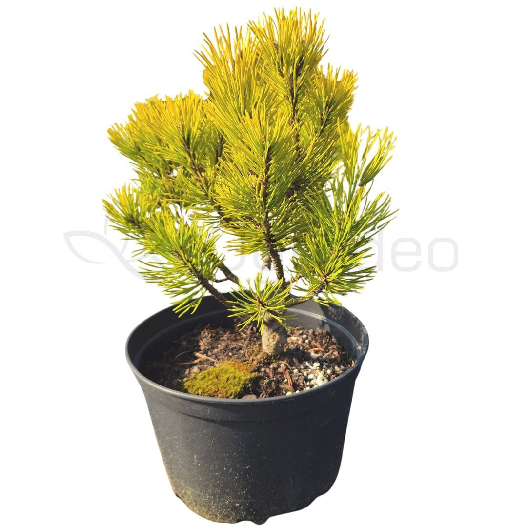 Sosna górska kosodrzewina Pinus Mugo 'Wintergold' C3 (szczep.) extra