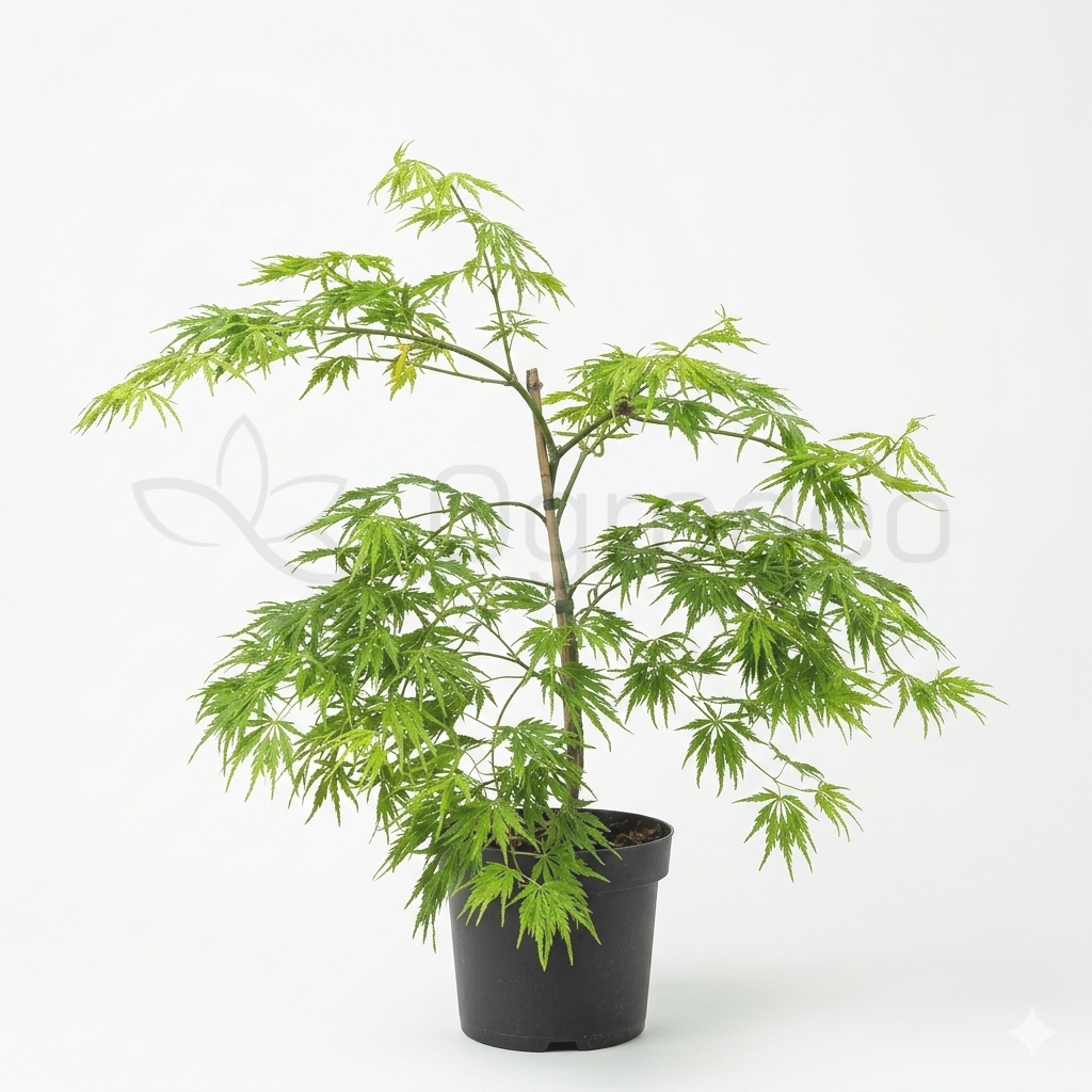 Klon palmowy  'Dissectum' (Acer palmatum) C3 60cm