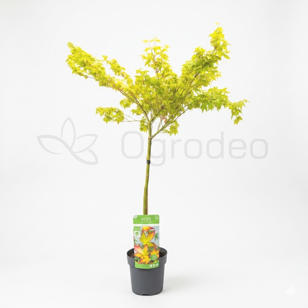 Klon palmowy 'Little Princess' (Acer palmatum) C3 90cm pa 60cm 