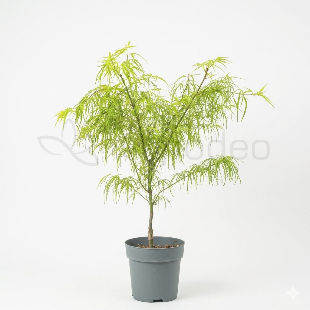 Klon palmowy 'Koto-no-ito' (Acer palmatum) C5 60cm