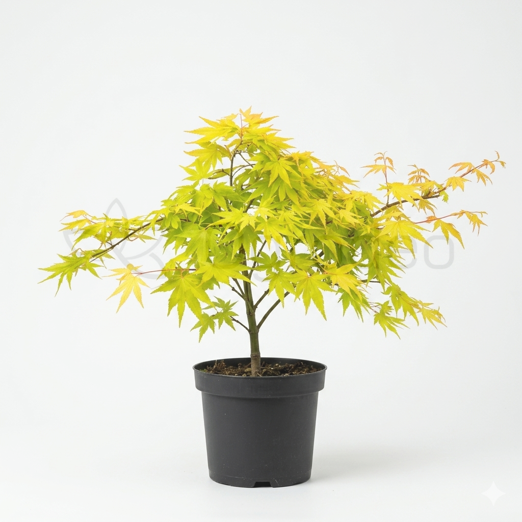 Klon palmowy 'Cascade Gold' (Acer palmatum) C3 40-60cm