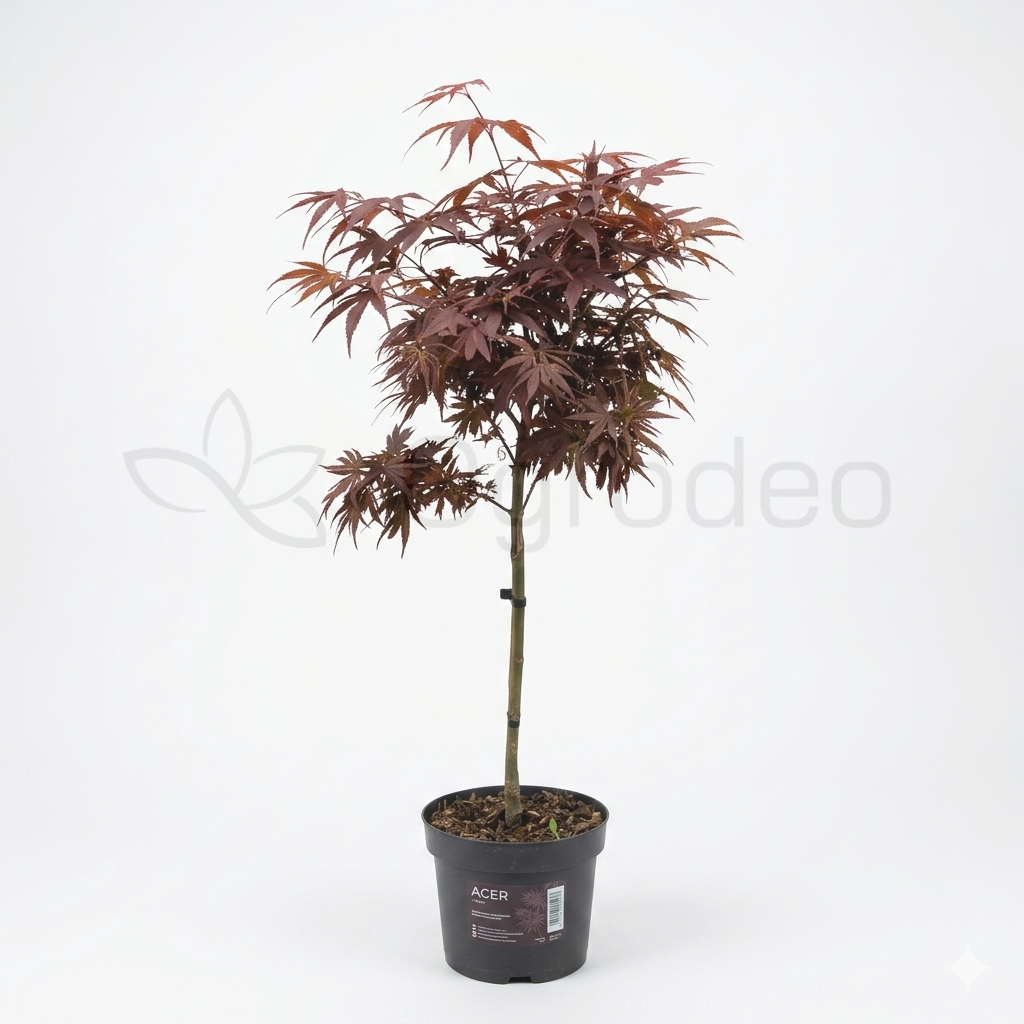 Klon palmowy 'Shaina' (Acer palmatum) C3 90cm pa 60cm