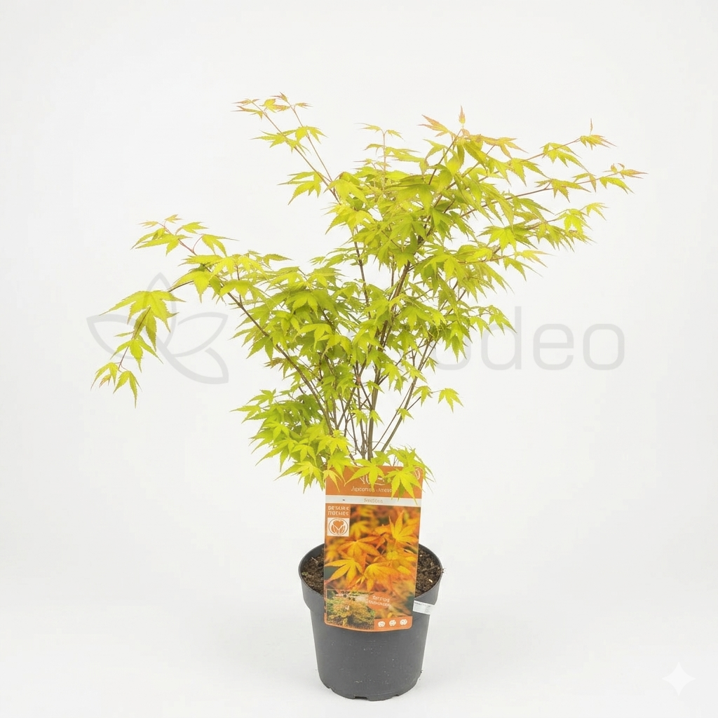 Klon palmowy 'Katsura' (Acer palmatum) C4 40-60cm