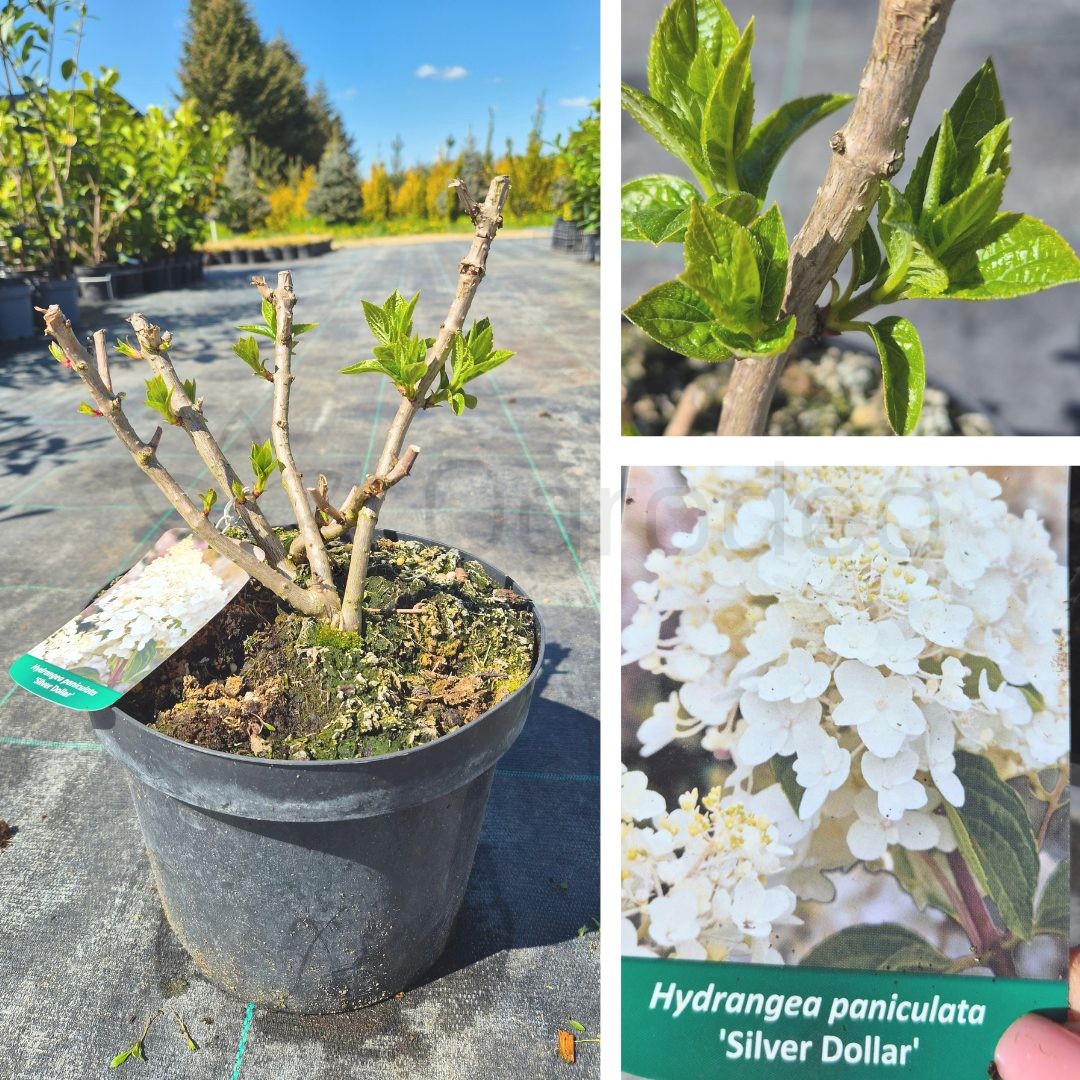 Hortensja bukietowa 'Silver Dollar' (Hydrangea paniculata ) C5