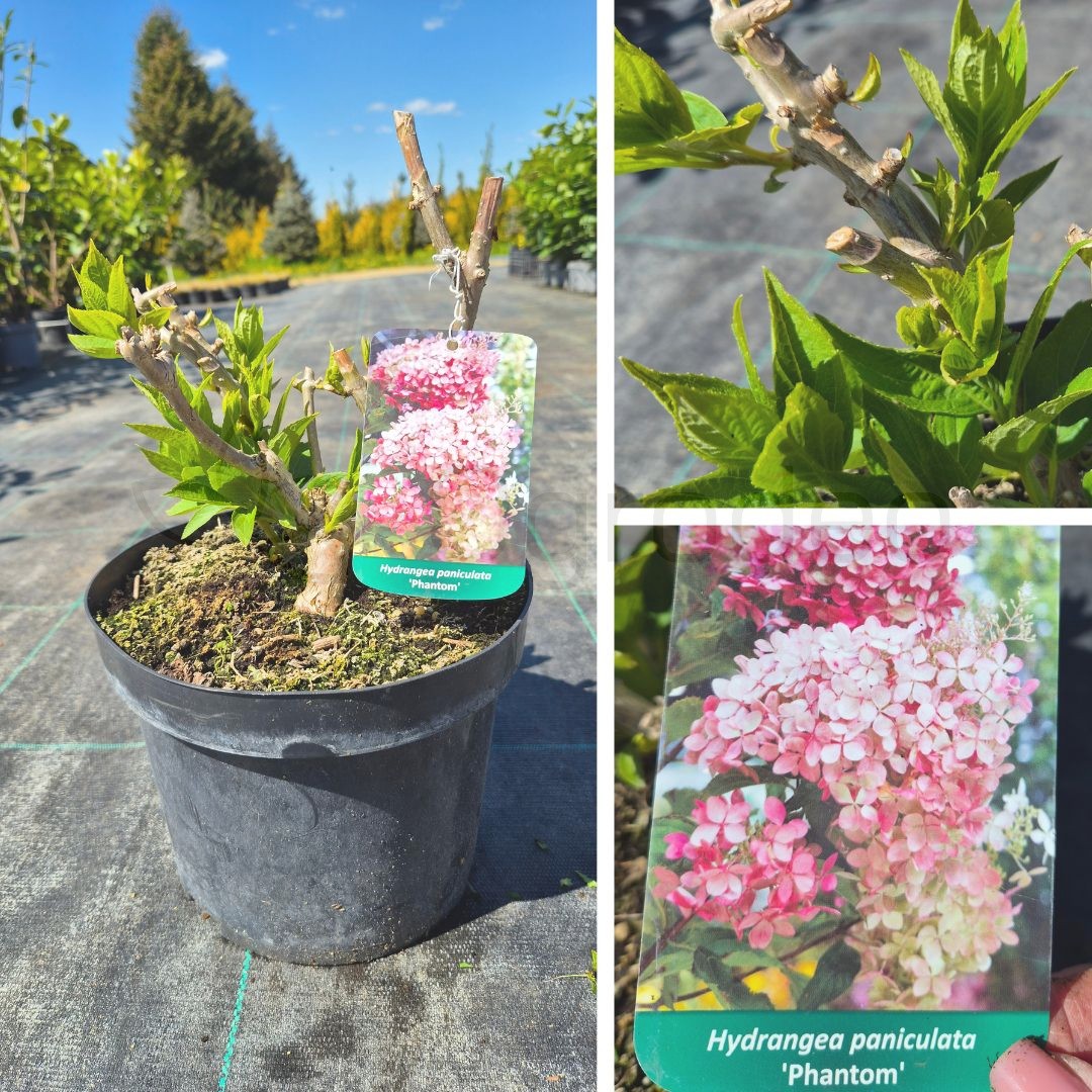 Hortensja bukietowa 'Phantom' (Hydrangea paniculata) C5