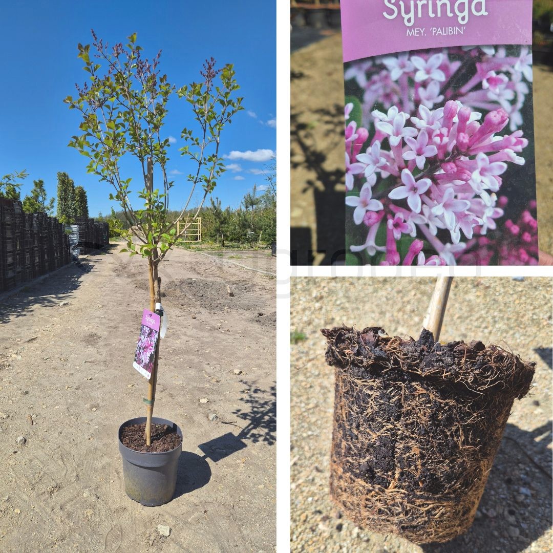 Lilak 'Palibin' (Syringa meyeri) C3