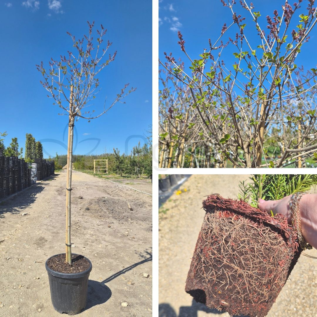 Lilak 'Palibin' (Syringa meyeri) C7,5