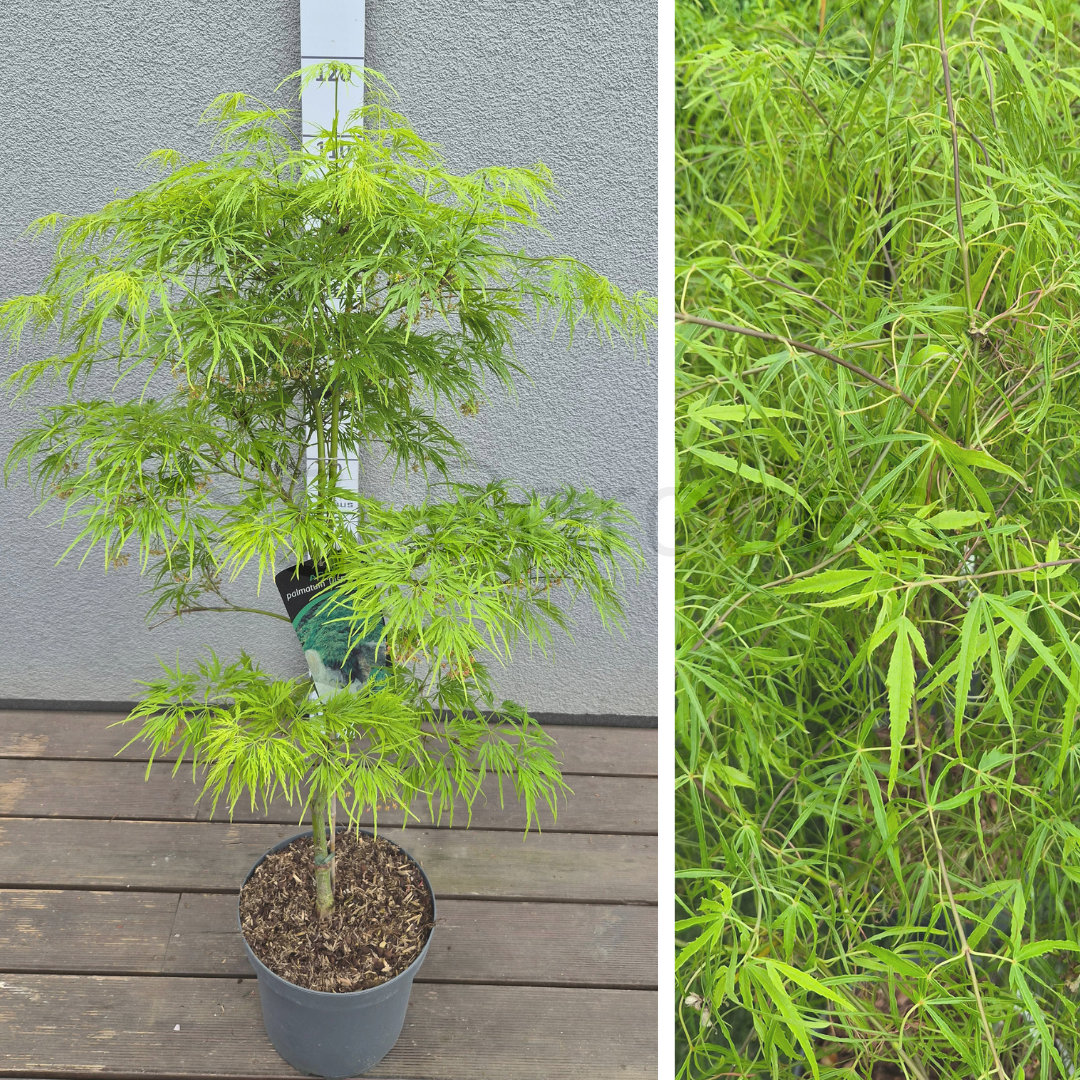 Klon palmowy  'Dissectum' (Acer palmatum) C 7,5 80-100cm