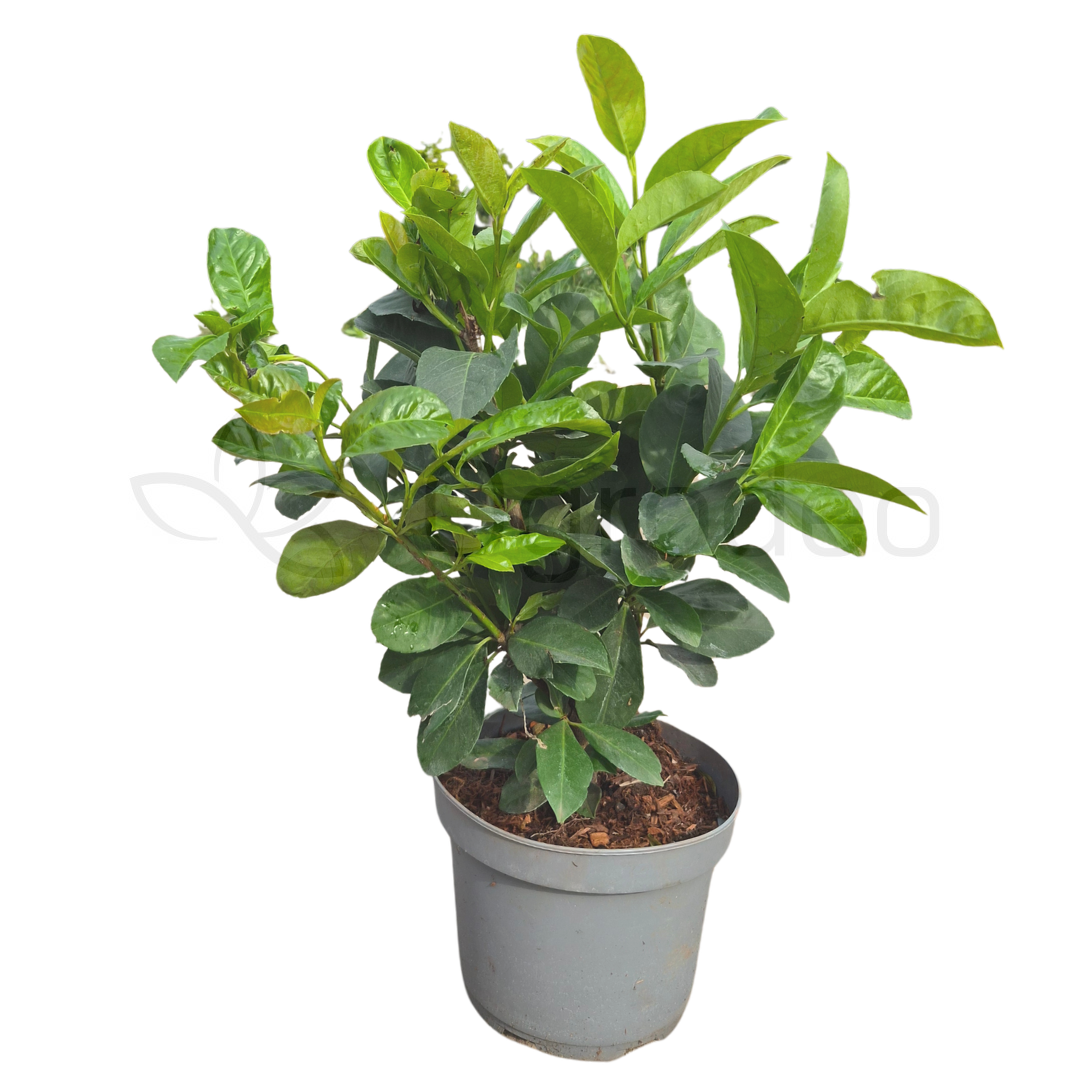 Laurowiśnia 'Etna' (Prunus laurocerasus 'Etna') 40-60cm C3,5