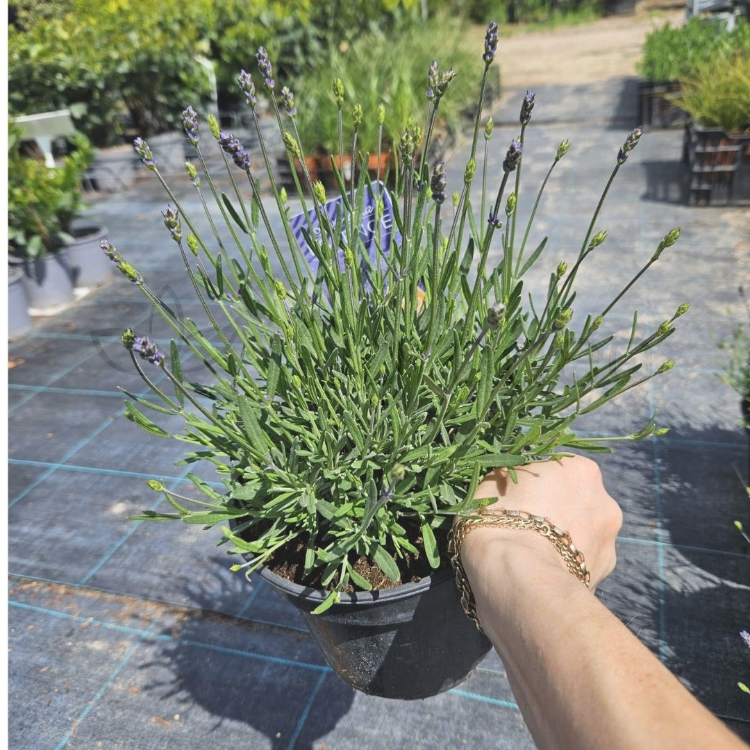Lawenda wąskolistna 'Essence Purple' (Lavandula angustifolia) C2