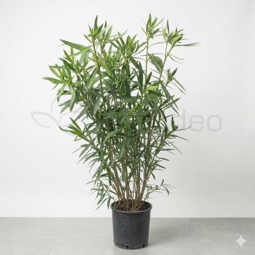 Oleander_duzy.jpeg