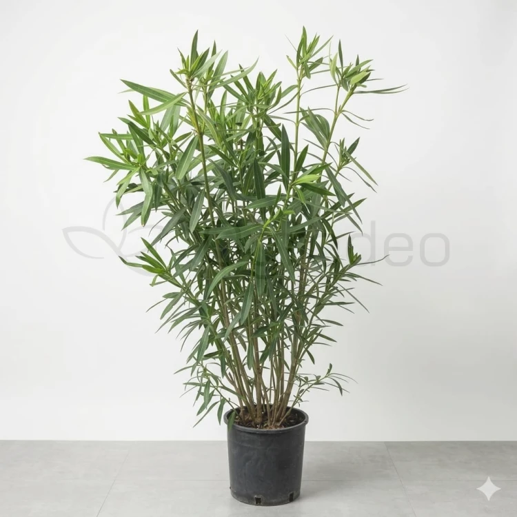 Oleander_duzy.jpeg