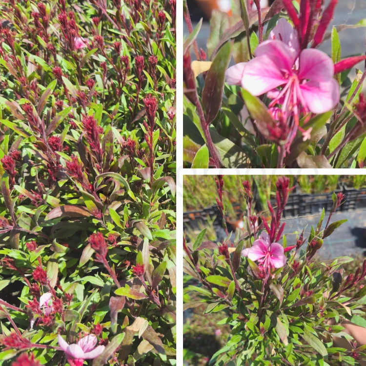 gaura rożowa.png