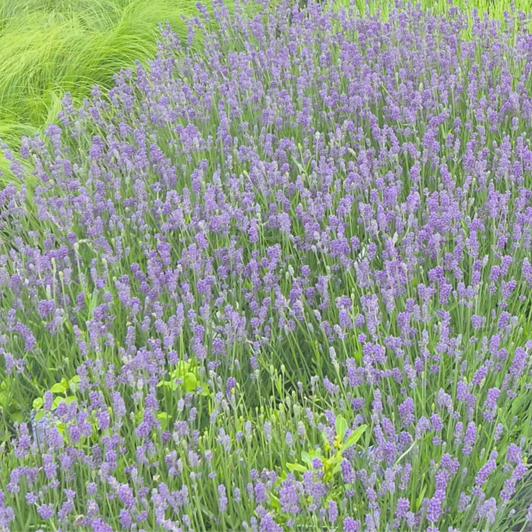 Lawenda wąskolistna 'Essence Purple' (Lavandula angustifolia) C2