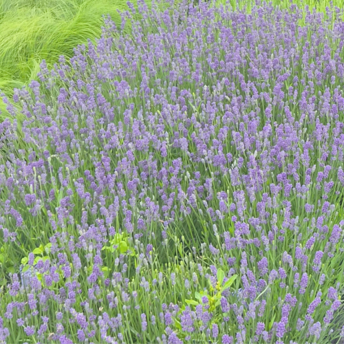 Koreczki nawozowe długodziałające (7,5g)x10szt Osmocote Exact Tablet (7,5g) 14-8-11+2MgO+TE (1).png