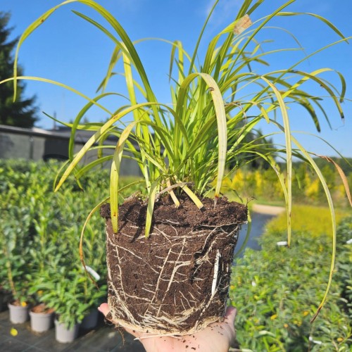 liliope blue2.jpg