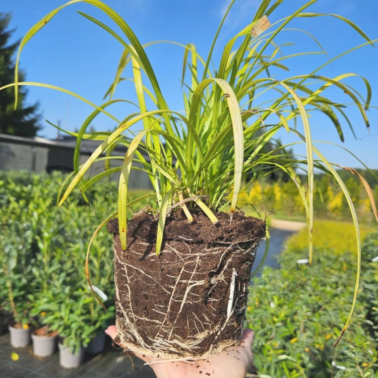 liliope blue2.jpg
