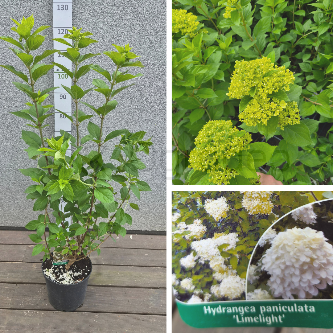 Hortensja bukietowa 'Limelight' (Hydrangea paniculata) C5