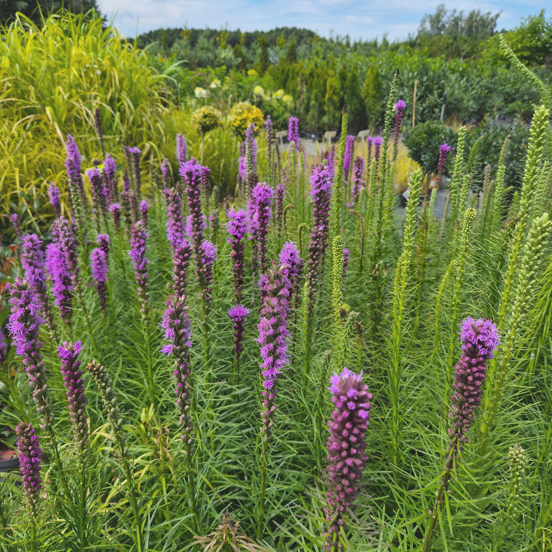 Liatria purpurowa (Liatris spicata) C2