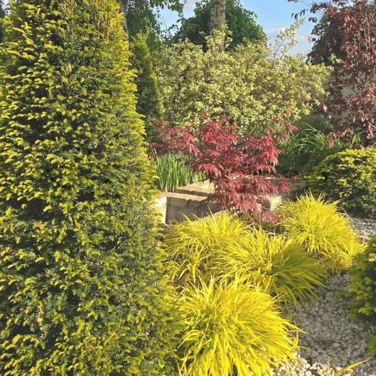 Haconechloa All Gold .jpg